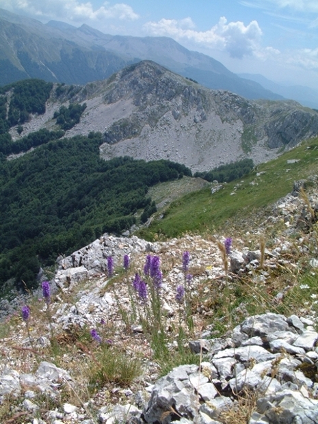 Linaria purpurea / Linaria purpurea